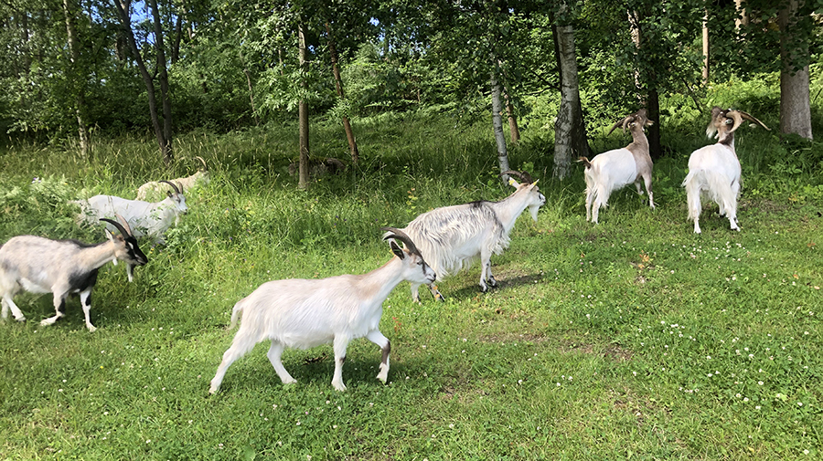 Getter som betar vid en skogsdunge.